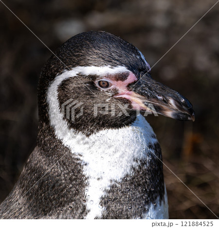 Humboldt Penguin, Spheniscus humboldti in a park 121884525