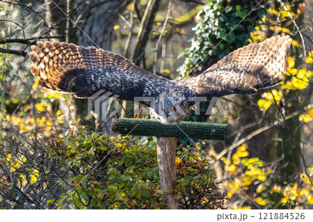 Siberian eagle owl, bubo bubo sibiricus. The biggest owl in the world Siberian eagle owl, bubo bubo sibiricus. The biggest owl in the world 121884526