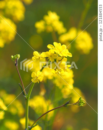 春のイメージ(菜の花：canola flower) 121884553