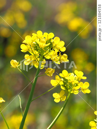春のイメージ(菜の花：canola flower) 121884558