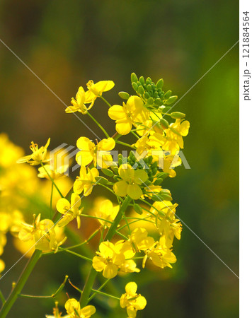 春のイメージ(菜の花:canola flower) 春のイメージ(菜の花:canola flower) 121884564
