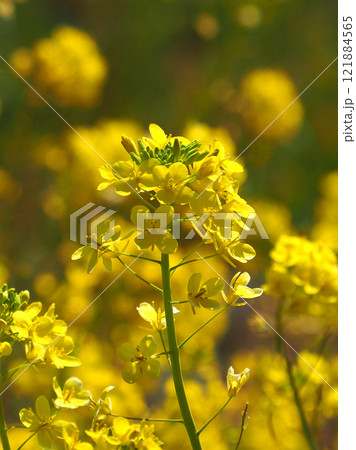 春のイメージ(菜の花:canola flower) 春のイメージ(菜の花:canola flower) 121884565