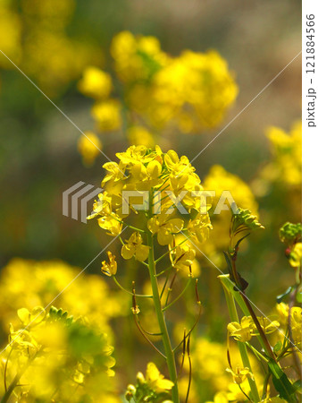 春のイメージ(菜の花:canola flower) 春のイメージ(菜の花:canola flower) 121884566