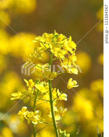 春のイメージ(菜の花:canola flower) 春のイメージ(菜の花:canola flower) 121884567