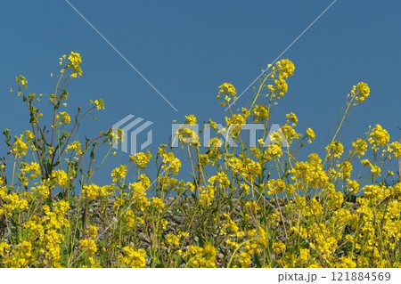 春のイメージ(菜の花：canola flower) 121884569