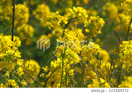春のイメージ(菜の花:canola flower) 春のイメージ(菜の花:canola flower) 121884572