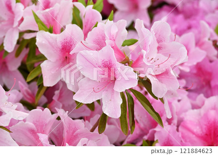 ツツジ水滴付き azalea with raindrops ツツジ水滴付き azalea with raindrops 121884623