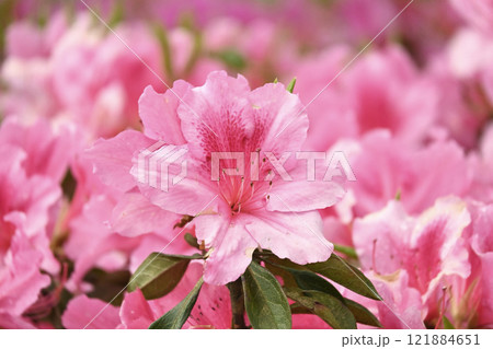 ツツジ水滴付き azalea with raindrops ツツジ水滴付き azalea with raindrops 121884651
