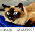 Siames cat with big blue eyes. 121885007