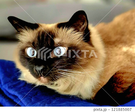 Siames cat with big blue eyes. Siames cat with big blue eyes. 121885007