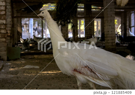 Injured White Peacock Standing in Cage 121885409