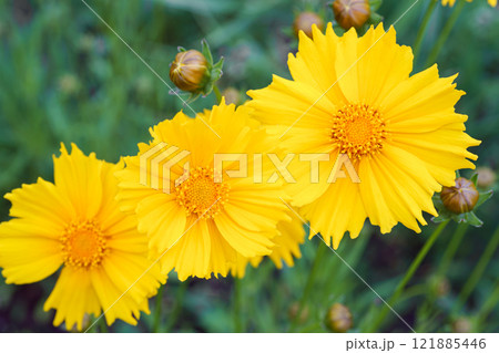 Yellow flower lance leaved, Coreopsis lanceolata, Lanceleaf Tickseed or Maiden eye close up, macro Yellow flower lance leaved, Coreopsis lanceolata, Lanceleaf Tickseed or Maiden eye close up, macro 121885446