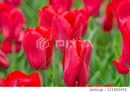 Colorful field filled with blooming red tulips, flowerbed in park, landscape design element Colorful field filled with blooming red tulips, flowerbed in park, landscape design element 121885450