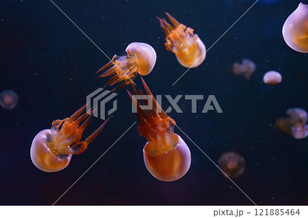 Group of Flame jellyfish, rhopilema esculentum floating in aquarium with pink neon light 121885464
