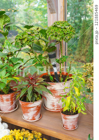 Collection of flowers in pots, on wooden windowsill in greenhouse on autumn garden background Collection of flowers in pots, on wooden windowsill in greenhouse on autumn garden background 121885469