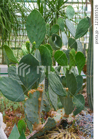 Cactus flowers Opuntia cochenillifera in natural environment in botanical garden or greenhouse Cactus flowers Opuntia cochenillifera in natural environment in botanical garden or greenhouse 121885526