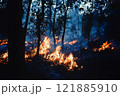 Forest fire in the night 121885910
