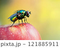 Green dung fly sits on an red apple close up 121885911