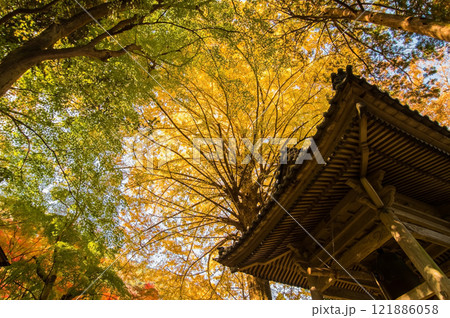 聖宝寺　鐘楼 　いちょうの木　鳴谷山聖宝寺　紅葉の名所　いなべ市　三重県 121886058