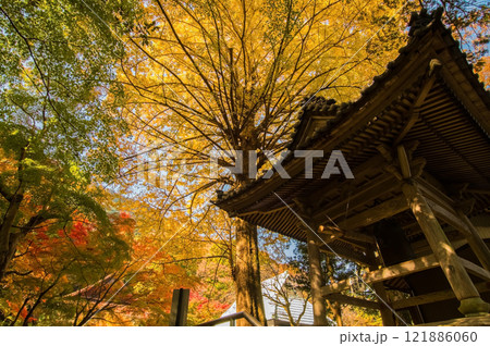 聖宝寺　鐘楼 　いちょうの木　鳴谷山聖宝寺　紅葉の名所　いなべ市　三重県 121886060