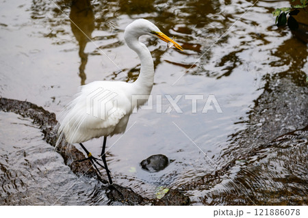 A white bird with a yellow beak stands gracefully in the water A white bird with a yellow beak stands gracefully in the water 121886078