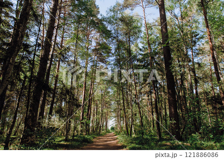 A dirt path winding through the heart of a dense, green forest 121886086