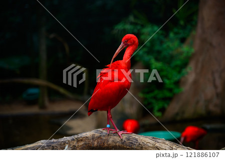 Red ibis on the trunk 121886107