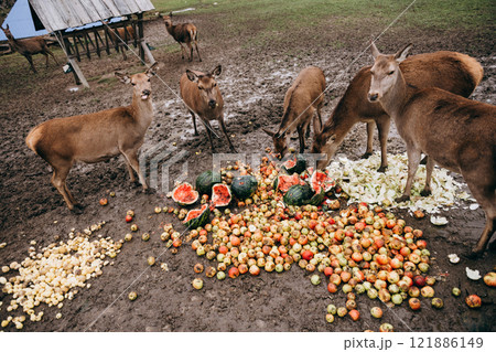 A group of deer is eating watermelon and apples on the ground A group of deer is eating watermelon and apples on the ground 121886149