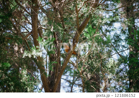 A beautiful bird is perched gracefully on a tree branch in the woods 121886152