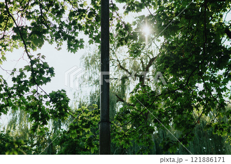 The bright sun is shining down through the vibrant leaves of the trees The bright sun is shining down through the vibrant leaves of the trees 121886171