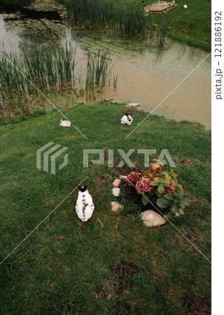 A black and white cat is lying in the grass by a serene pond A black and white cat is lying in the grass by a serene pond 121886192