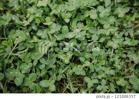 A vibrant collection of green plants with glistening water droplets A vibrant collection of green plants with glistening water droplets 121886357