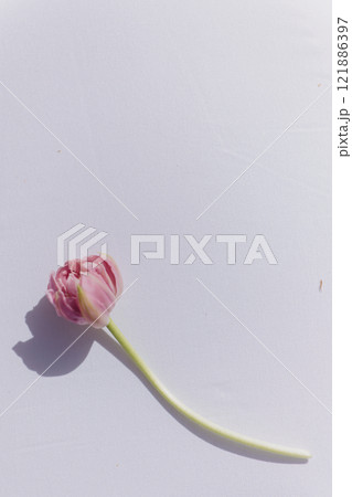 A pink flower with a long stem is on a white surface 121886397