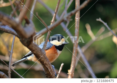 ふっくらしたヤマガラ 鷲尾山山頂にて (高知県 高知市) ふっくらしたヤマガラ 鷲尾山山頂にて (高知県 高知市) 121886475