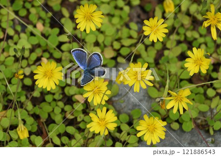 信州上高地で見たタンポポを小さくしたようなジシバリの花にシジミチョウが綺麗な風景 信州上高地で見たタンポポを小さくしたようなジシバリの花にシジミチョウが綺麗な風景 121886543