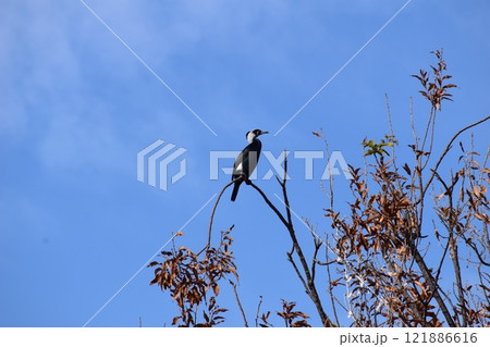 ポツンと枝に止まる一匹の野鳥 121886616