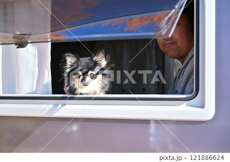 愛犬とキャンピングカー旅行 ロングコートチワワ 紅葉が綺麗なメタセコイア 愛犬とキャンピングカー旅行 ロングコートチワワ 紅葉が綺麗なメタセコイア 121886624