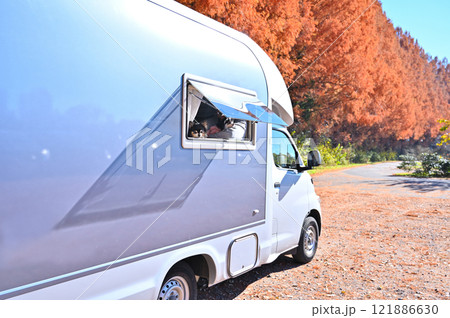 愛犬とキャンピングカー旅行 ロングコートチワワ 紅葉が綺麗なメタセコイア 愛犬とキャンピングカー旅行 ロングコートチワワ 紅葉が綺麗なメタセコイア 121886630