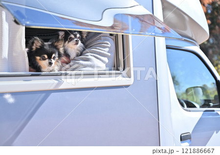 愛犬とキャンピングカー旅行をする男性 ロングコートチワワ  愛犬とキャンピングカー旅行をする男性 ロングコートチワワ  121886667