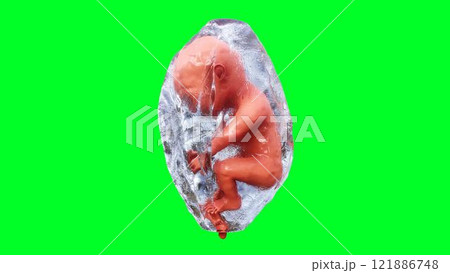 unborn baby fetus in amniotic sac. Realistic green screen. 3d rendering. 121886748