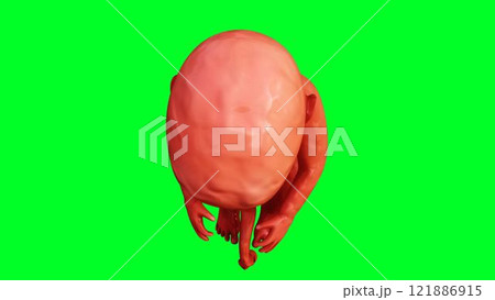 unborn baby fetus in amniotic sac. Realistic green screen. 3d rendering. unborn baby fetus in amniotic sac. Realistic green screen. 3d rendering. 121886915