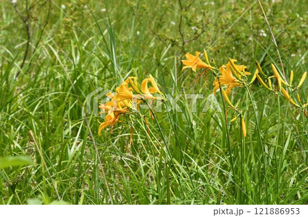 信州上高地で見た黄色の花が綺麗なニッコウキスゲ 信州上高地で見た黄色の花が綺麗なニッコウキスゲ 121886953