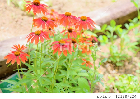 可愛い エキナセアの花 可愛い エキナセアの花 121887224