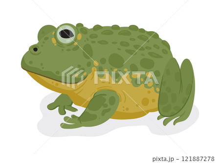 Cartoon toad. Tropical amphibian animal, rain forest frog, pond toad flat vector illustration. Cute toad on white background 121887278
