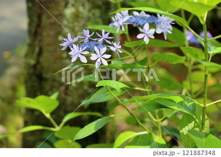 爽やか アジサイの花 爽やか アジサイの花 121887348