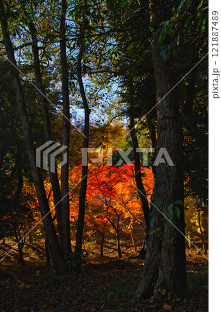 おさごえカルチャーパークの秋 121887489