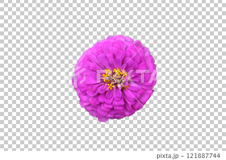 Pink zinnia elegans dahlia flower  121887744