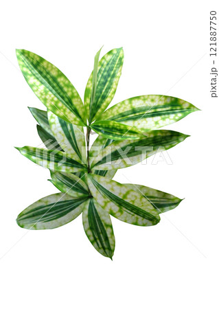 Dracaena Surculosa Golden Dragon,  121887750