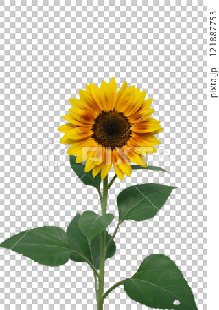 Ripe sunflower with yellow petals and dark middle Ripe sunflower with yellow petals and dark middle 121887753