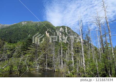 信州上高地の岳沢湿原の青空と白い雲を背景にした清流梓川の傍にそそり立つ枯れ木の姿が綺麗な風景 信州上高地の岳沢湿原の青空と白い雲を背景にした清流梓川の傍にそそり立つ枯れ木の姿が綺麗な風景 121887834